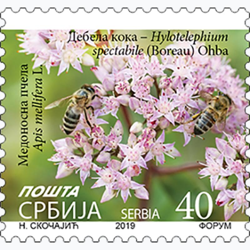 2019 Дебела кока – Hylotelephium spectabile (Boreau) Ohba и медоносна пчела – Apis mellifera L. редовна поштанска марка