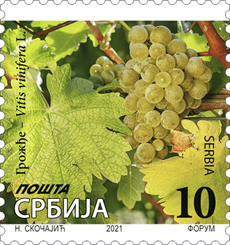 Грожђе – Vitis vinifera L. - Редовна марка