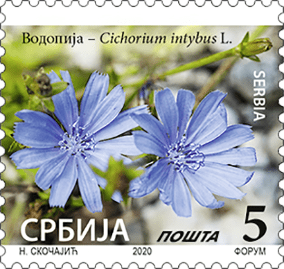 Водопија – Cichorium intybus L. - Редовна марка
