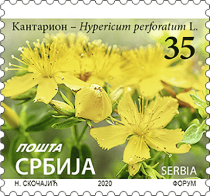 Кантарион, Hypericum preforatum L. - Редовна марка