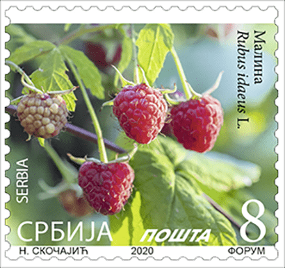 Малина, Rubus idaeus L. - Редовна марка