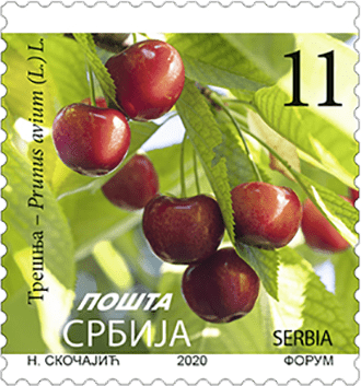 Трешња, Prunus avium (L.) L. - Редовна марка