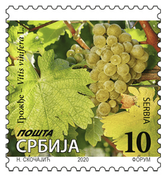 Грожђе, Vitis vinifera L. - Редовна марка