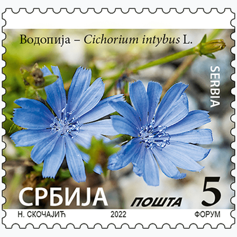 2022 Водопија - Cichorium intybus L. редовна марка