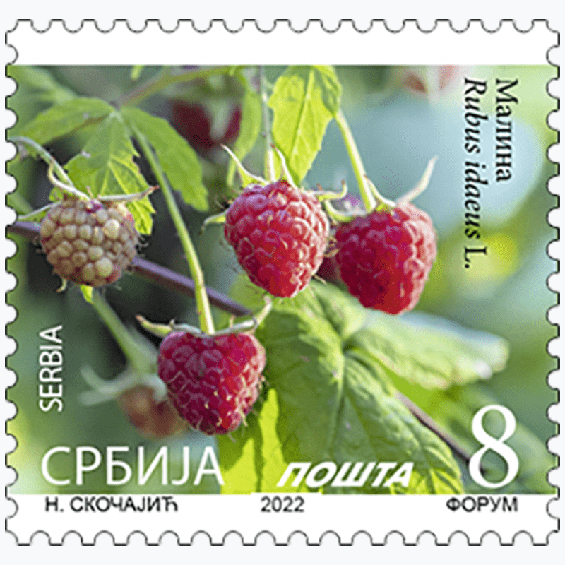 2022 Малина - Rubus idaeus L. редовна марка