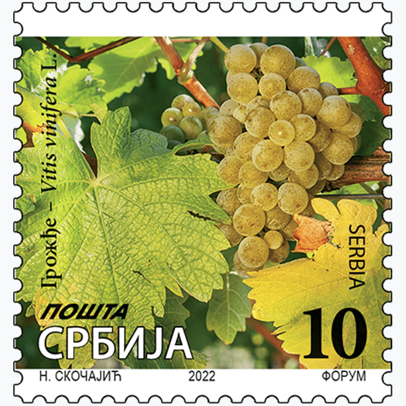 2022 Грожђе - Vitis vinifera L. редовна марка