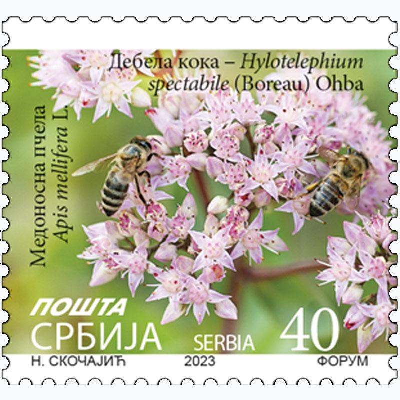 2023 Дебела кока – Hylotelephium spectabile (Boreau) Ohba и медоносна пчела – Apis mellifera L. редовна поштанска марка