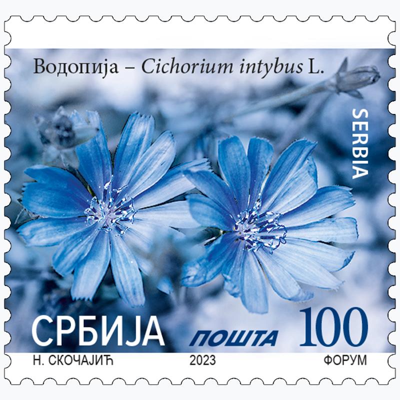 2023 Водопија - Cichorium intybu L. редовна поштанкса марка