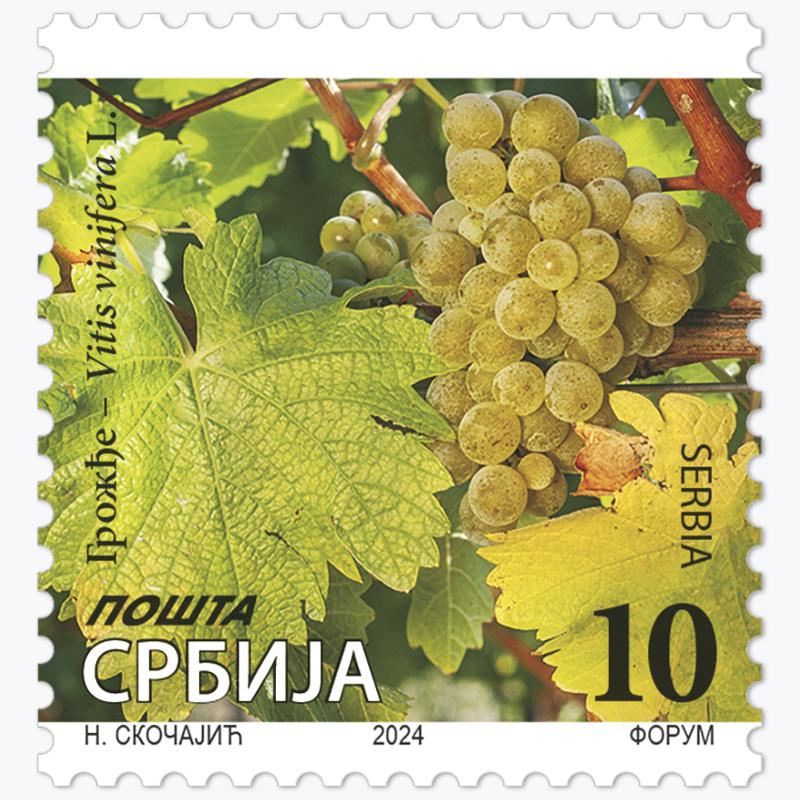 2024 Грожђе, Vitis vinifera L. редовна поштанска марка