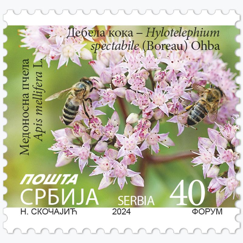 2024 Дебела кока – Hylotelephium spectabile (Boreau) Ohba и медоносна пчела – Apis mellifera L. редовна поштанска марка