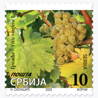 2025 Грожђе - Vitis vinifera L. редовна поштанска марка